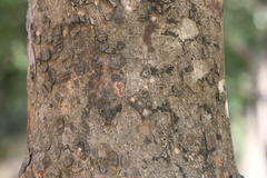 Aglaia elaeagnoidea